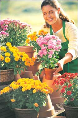 Flower Shops on With Multiple Local Flower Shops Serving Chicago And 150 Suburbs