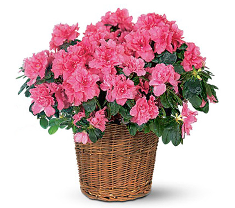 Basket of Azalea Plant