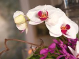 Phalaenopsis Orchids 