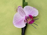 Lavender Phalaenopsis Orchid 