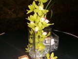 Green Orchids and Glass 