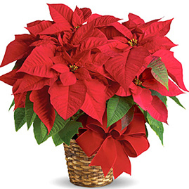 Poinsettia Basket