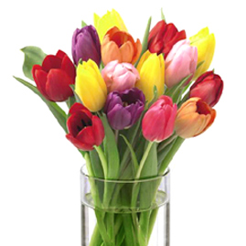 SpringTulips