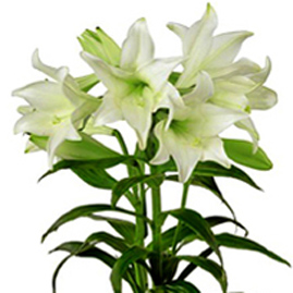 Easter Lily