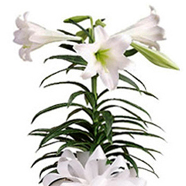 Popular Easter Lily