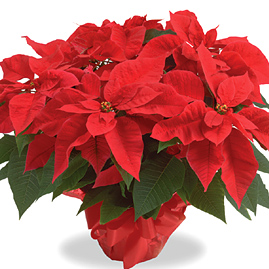 Premium Poinsettia