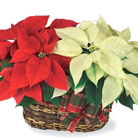 Twin Poinsettias