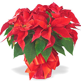 Red Poinsettia