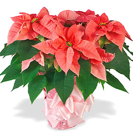 Pink Poinsettia
