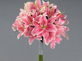 Pink Oriental Lilies Bouquet