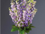 Belladonna Delphinium