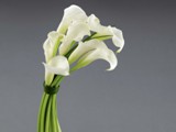 Elegant Calla Lilies